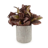 Eucalyptus in brown cement pot